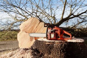 Tree felling services in Sandton